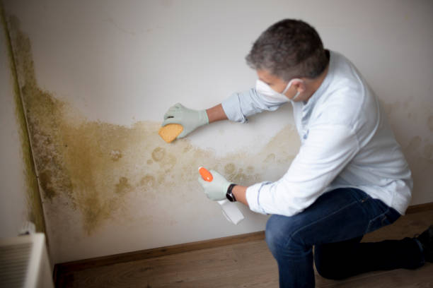 Best Real Estate Mold Inspection  in Fort Stockton, TX
